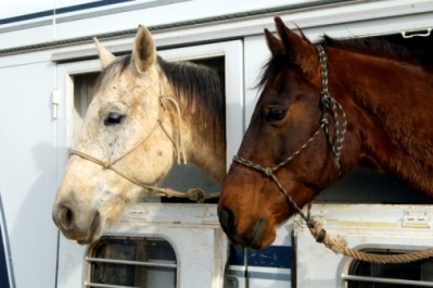 US horse slaughter would not solve welfare issues, says HSUS