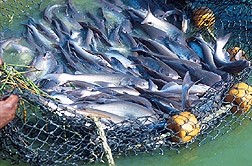 Senators urge FDA to reassure public of Gulf seafood safety