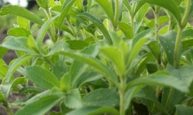GLG breeds new stevia leaf with 10 times more Reb M  