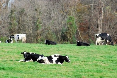 Cattle are the primary reservoir of the human pathogen