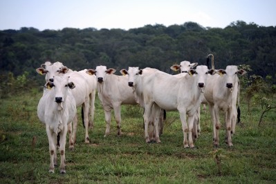 Historically, the expansion of cattle pastures has led to huge destruction in the Amazon rainforest