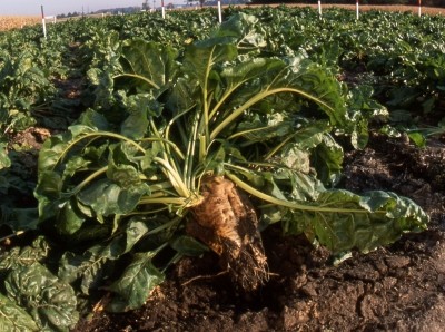 Researchers turn sugar beet into biodegradable packaging