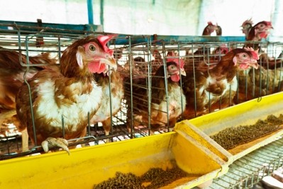 Law bans battery cages by 2022 but opponents argue this will hurt low-income households