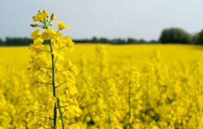  Cargill unveils non-GMO and allergy-friendly de-oiled canola lecithin