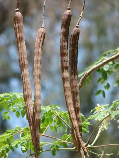 Moringa oleifera seedpods (picture: Forest & Kim Starr)