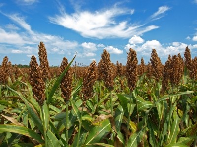 In developed Western countries, sorghum is more familiar as an animal feed grain