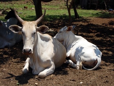 Brazil aims for FMD-free status by 2014