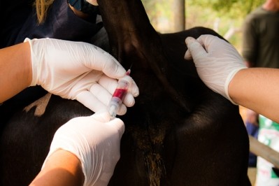 The infected cow does not pose a public health risk, USDA said