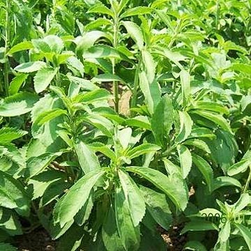 The bitter after taste associated with stevia could soon be a thing of the past, say the researchers