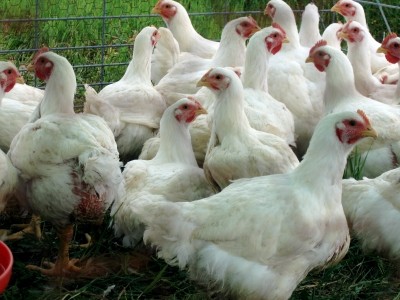 There was a call for congress to implement a federal disaster program for poultry