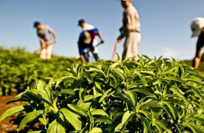 Groundbreaking stevia launch opens up completely new territory for formulators with sugar reductions of “50, 60, 75 and in some cases 100%”, sa...