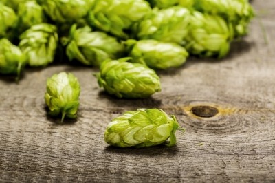 “Inventive chefs now use hops to lend piney citrus notes and astringency to mustard, sausages, and beef and beer stew,