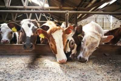 The previous case of BSE was in a cow born on the same farm as the current case