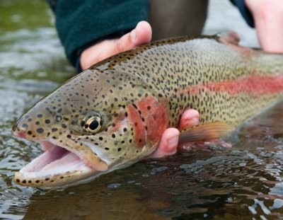 Scientists propose packaging from trout skin