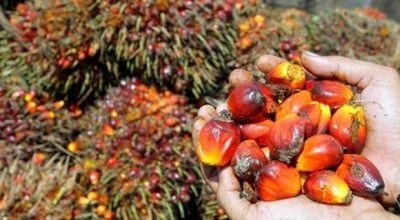 Palm oil - a key part of the toolbox for formulators looking to avoid PHOs -  naturally contains up to 50% saturated fat. However, saturated fat is not the nutritional bogeyman it was once claimed to be, says IOI Loders Croklaan