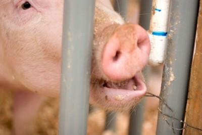 The National Pork Board hopes to sign up 20,000 farmers to the text system in 2016