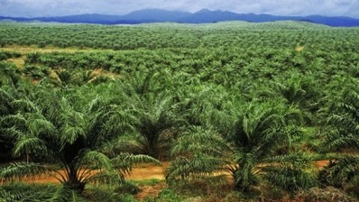 Palm oil modelling study may offer benefits for producers