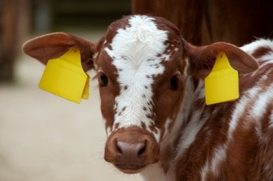 US cattle industry welcomes new livestock proposal