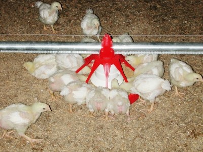 The Edge system controls a range of environmental conditions in poultry houses