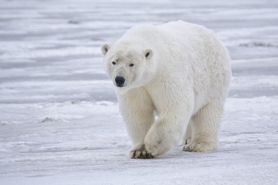 Could genetic insights from polar bears help us to understand the effects of a high-fat diet on humans? 