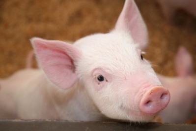 Supplement could boost immunity in young pigs