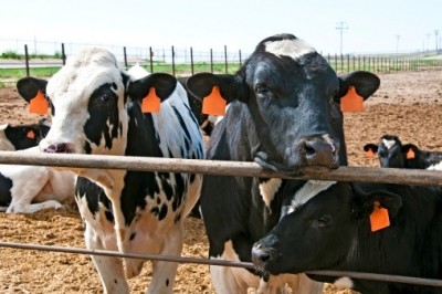 US meat trade welcomes CAFO database decision