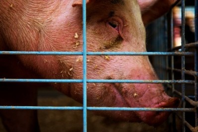 New Jersey considers sow stall ban
