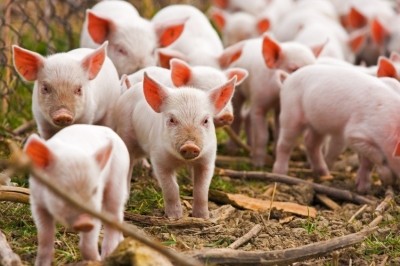 Animal welfare movement ‘parallels’ the opportunities and challenges of the organic movement