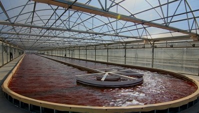 Heliae boosts astaxanthin production, nears entry into algal omega-3s space