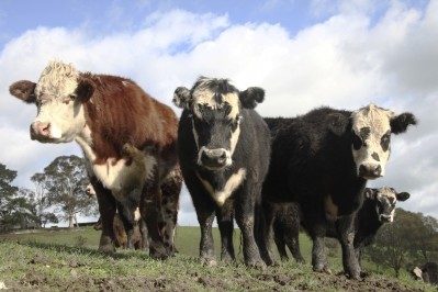Australia has reduced its cattle supply, posing questions on its ability to compete in the global market 