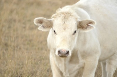 Over the past two decades Chile has strived to eradicate livestock diseases