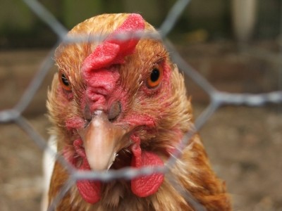 Mexico to invest in poultry industry modernisation