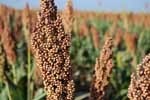 Gluten-free grain sorghum is the fifth most important cereal crop in the world, largely because of its natural drought tolerance and versatility as food, feed and fuel.