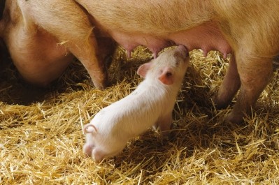 Canada aims for national pork traceability