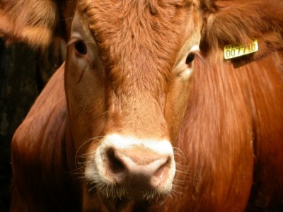 Decline in US beef production forecast