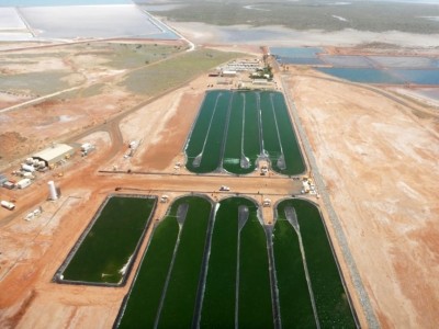 Aurora Algae is constructing a vast lage growing and processing facility in Western Australia