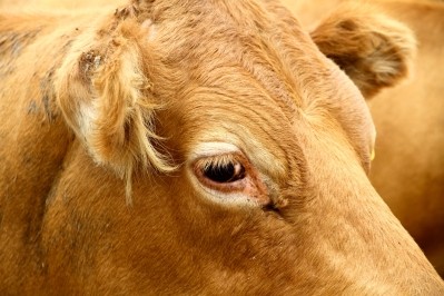 Greenlee said cows infected with BSE showed marked changes in retinal function and thickness