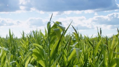 In starch conversion, a small increase in yield can make a significant difference to the bottom line