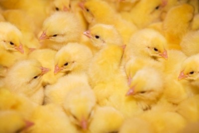 The ban includes chicks and hatching eggs