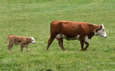 Cows produce more methane while nursing calves, says report