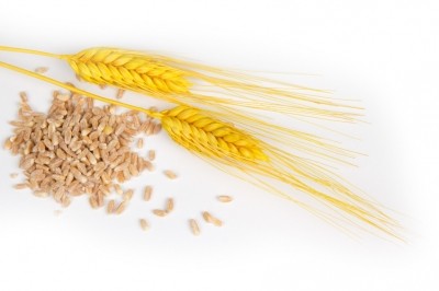The 'bad carbs' trend is manifesting mostly in wheat, says New Nutrition Business director