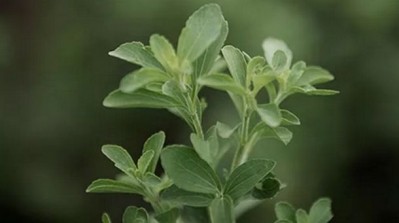 PureCircle unveils Zeta family of stevia products 