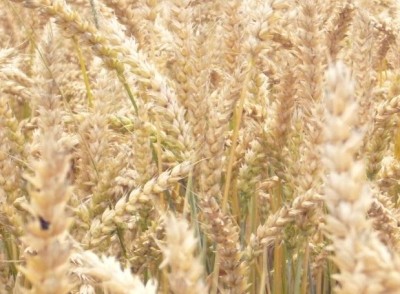USDA validates test for GM wheat; says Oregon an isolated incident 