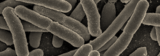 USDA explores faster E.coli detection method