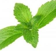 New Chinese stevia source enters North American market