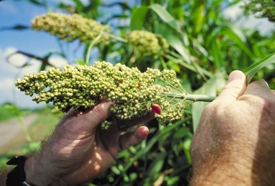 Sorghum, typically considered an ancient grain. Photo: USDA/Creative Commons