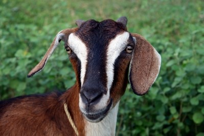 Canada reveals biosecurity standards for goats