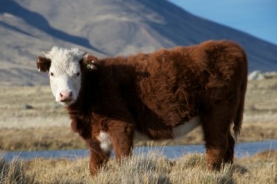 Argentine beef: changing all the time but with new production and market opportunities