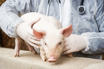 Pig farmers are ready to fight antimicrobial resistance, the National Pork Board said
