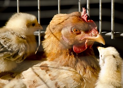 US poultry producer faces trial over 'humane' label